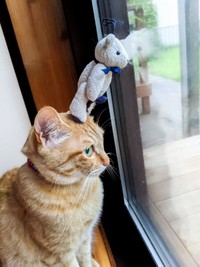 クマさんとニャルソック！？ ぷりんちゃんの頭上に注目（画像提供：ぷりんちゃん𝕏さん）