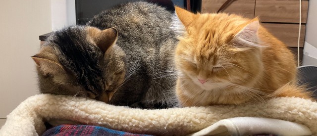 寄り添う姿は滅多に見られない＝mikaさん（@mika_ko0904）提供