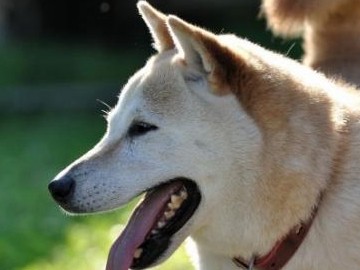 ペット霊園が突然の閉園…　法律なく、規制は自治体任せ
