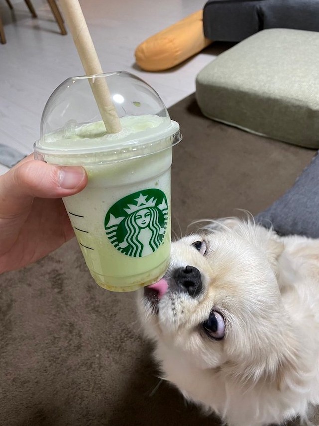 ご主人がテイクアウトした「スタバ」のカップは必ず舐めるワン！（提供：とろろ ペキニーズさん）