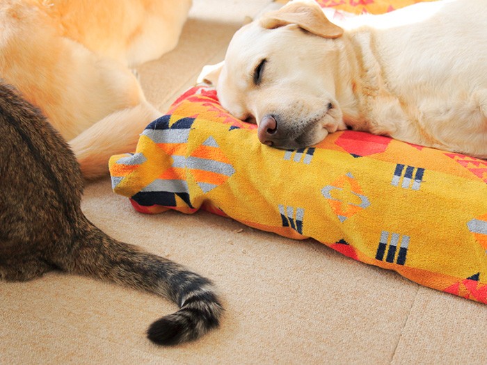 夢のような犬と猫の共生だ。
ラブラドールの「シェルパ」（7歳）は夢の中。