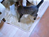 袋をくわえて、コタツに向かうランちゃん（画像提供：みぃさん）