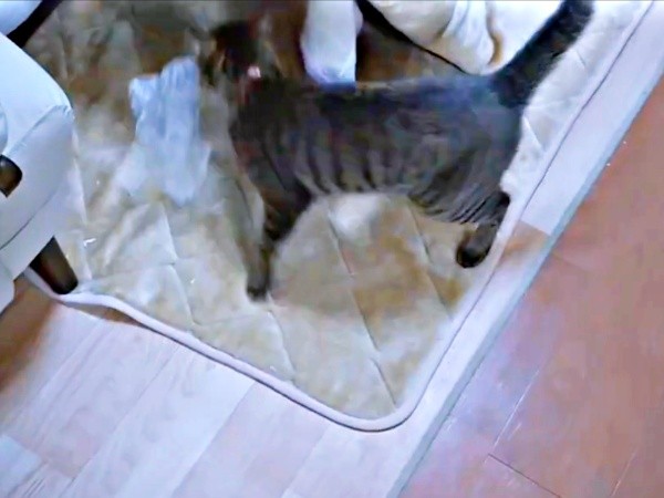 袋をくわえて、コタツに向かうランちゃん（画像提供：みぃさん）