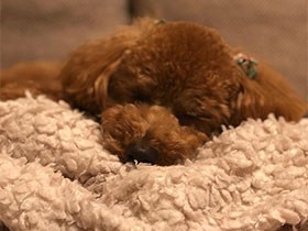 元気いっぱいなトイプードルの「エルマー」　動き疲れてウトウト