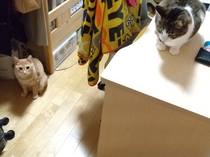 別宅でくつろぐジャッキーときなこ