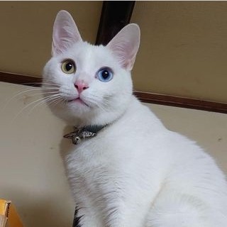 普段のジョージ