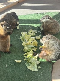 それぞれの姿勢でお食事タイム