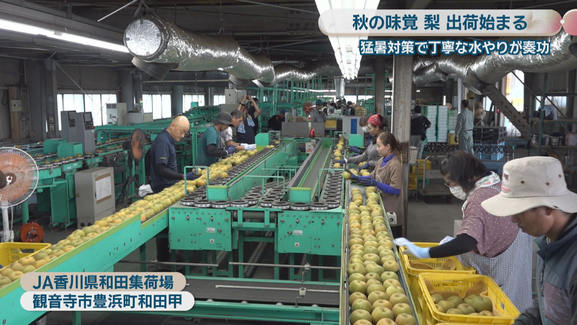聞香・柬蒲寨産 根瘤黄花梨 聞香・柬蒲寨産 根瘤黄花梨 聞香・柬蒲寨産