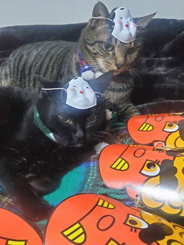 「新年も全ての猫さん、仲良くね。しい＆さあ＆らんくんもね」