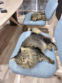 電車ごっこ！？ 椅子の上で寝そべる（手前から）もなかちゃん、おはぎちゃん（画像提供：おはぎともなかと時々オトンさん）