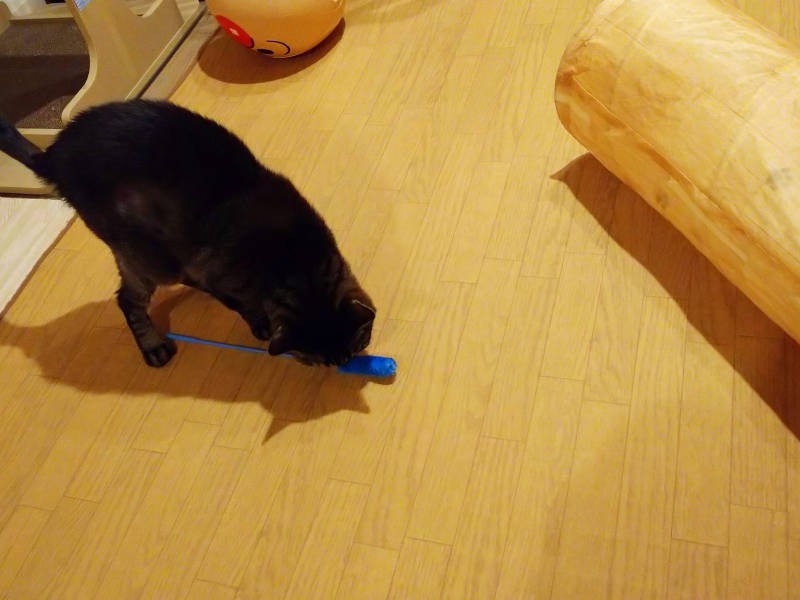 じゃらしにとどめを刺すモモ