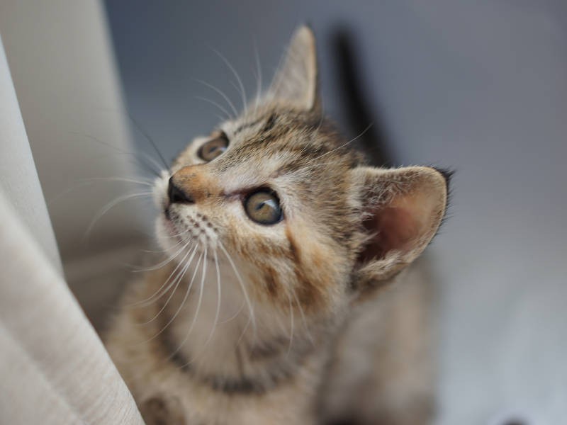 子猫のときからノルンちゃんは美人さん
