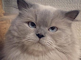 ごはんのあとにまったり中…　ヒマラヤン「ロジャー君」