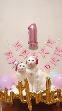 1歳のお誕生日、おめでとう＝ぽむぽわカレンダー発売中さん提供（@pom_powa_nyan）