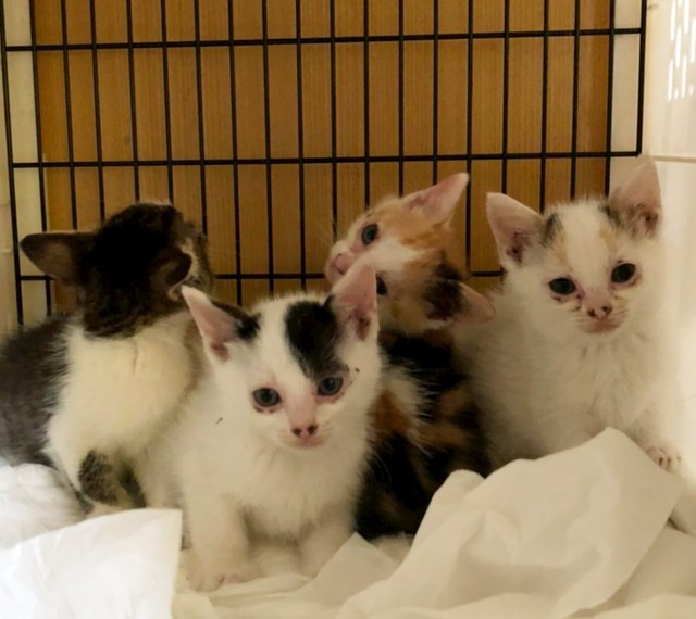 鼻の穴ではありません、鼻の模様が気になるんです=猫オババさん（@esamakibabaa）提供