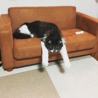 猫用ソファでくつろぐ