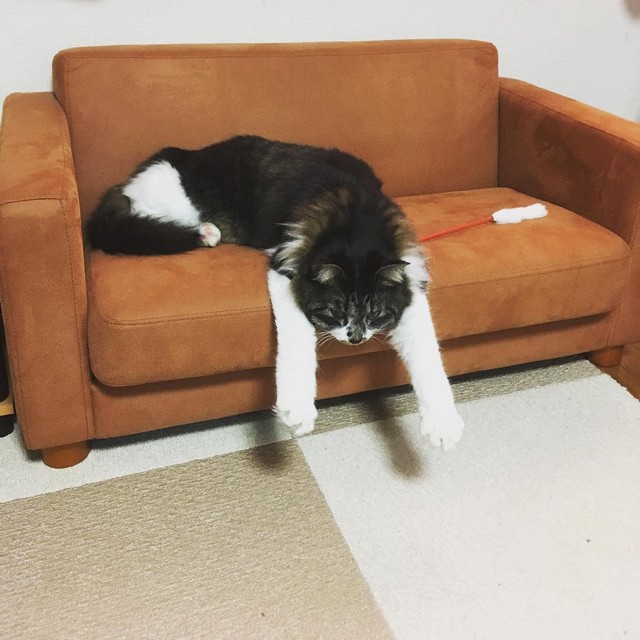 猫用ソファでくつろぐ