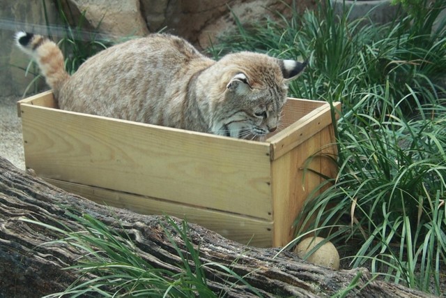 木箱に入ってしばしネコらしくスリスリしていたボブキャット。転がるボールに気づいたのか突如狙い始めました