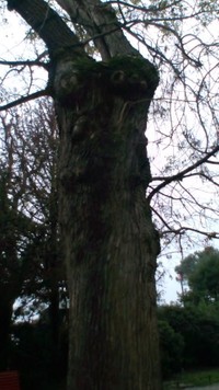 イタリアのベネチアにある「人面樹」。目と鼻と口がある人の顔に見える（撮影・深月ユリア）