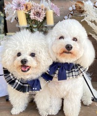 寄り添ってパシャリ！ あんこちゃん（左）と妹犬のおはぎちゃん（右）（画像提供：あんことおはぎさん）