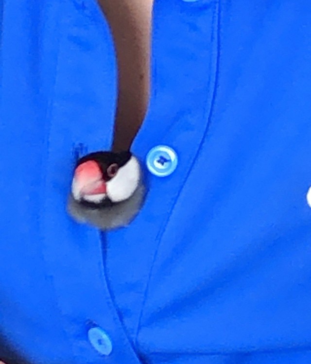 「シャツの隙間でくつろぐぶんさん」（提供：テルさん）