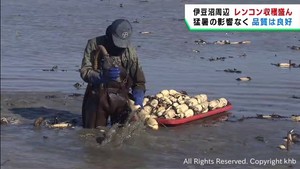伊豆沼レンコンの収穫盛ん　寒暖差で甘く　宮城・栗原市