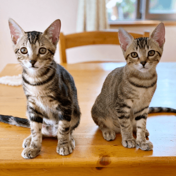 保護2カ月後、すくすく成長していった（左から）シンバくん、ナラちゃん（画像提供：シンバとナラさん）