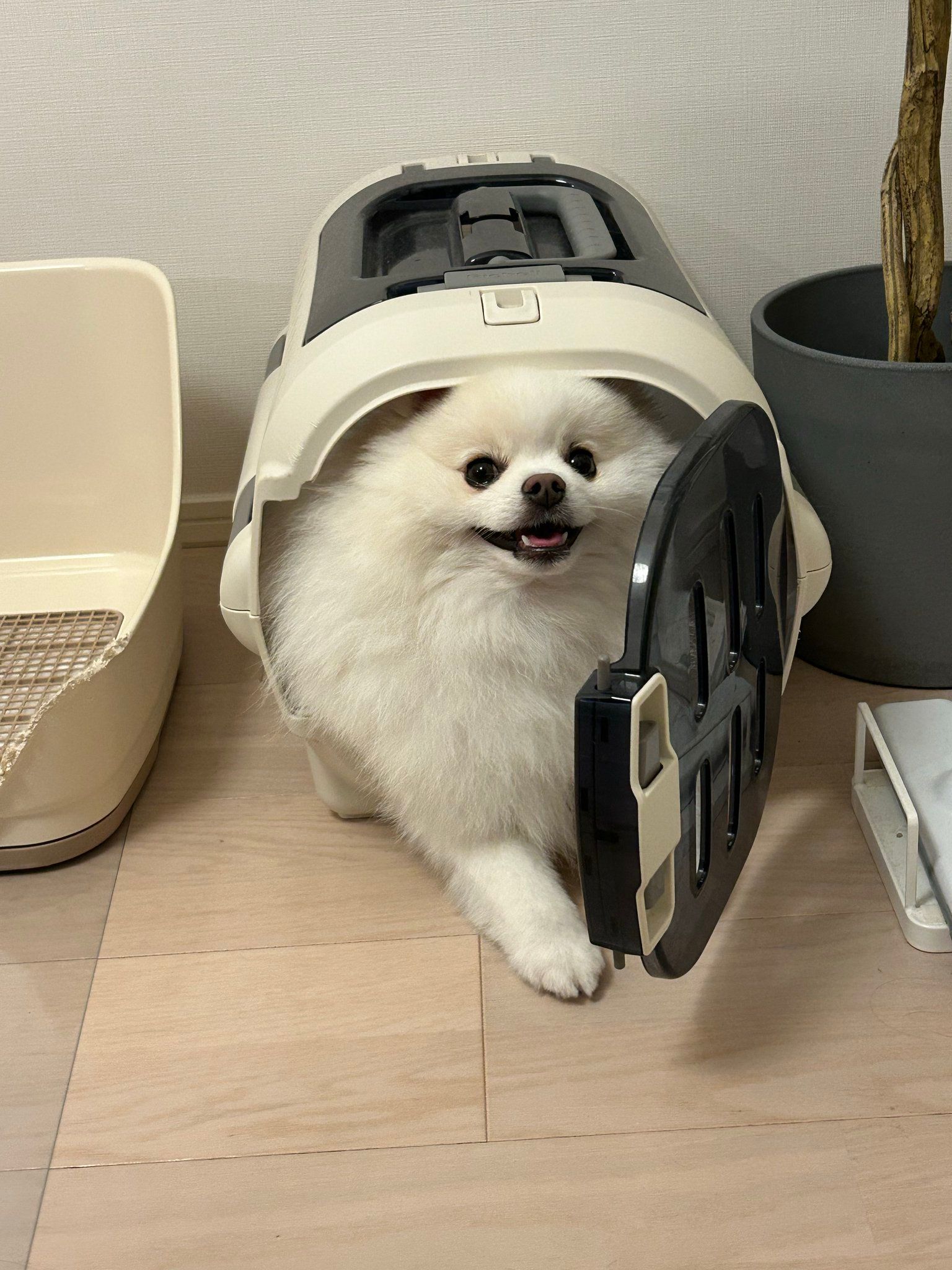 ハンドメイド　作家様　　犬　ポメラニアン　リュックサック ハンドメイド 作家様 犬 ポメラニアン リュックサック