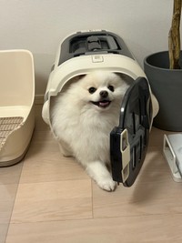 「あえて狭いクレートが好きみたいです」（提供：ポメラニアンの天くん！さん）