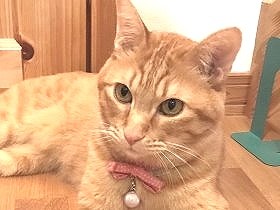 山の国道、放置されたキャリーケースに猫　新しい家で幸せつかむ