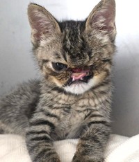 8月2日、介助なしでご飯を食べられるようになることを目指し、口の手術を受ける予定（「シェール49」さん提供、Instagramよりキャプチャ撮影）