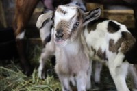 双子の赤ちゃんの名前を公募予定／提供：おかやまフォレストパーク ドイツの森