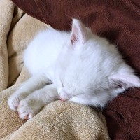 保護当初、推定2カ月だったぷぅくん。すやすや眠っています（画像提供：masaru--menさん）