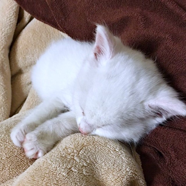 保護当初、推定2カ月だったぷぅくん。すやすや眠っています（画像提供：masaru--menさん）