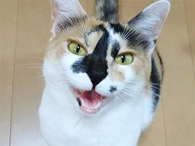 かまってかまってと猛アピール　鼻黒の三毛猫「ほたて」