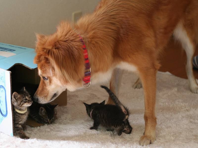 保護した子猫の母親役