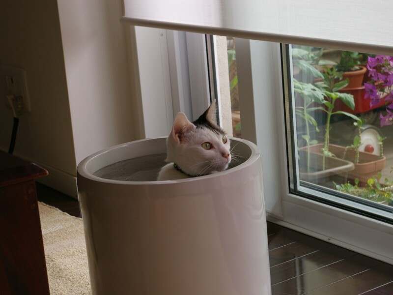 はるまきが６歳の時に迎えたちまき。妹のように可愛がりいつも一緒に寝ていました。「はるまき＆ちまきはよいコンビでした」（明日香さん提供）