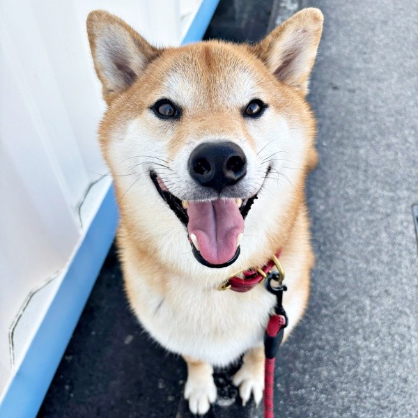 散歩中、通りすがりの人に「あなた楽しそうね」と声をかけられた岳くん（画像提供：岳 柴犬さん）