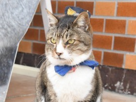 「猫駅長りょうま」ありがとう、頑張ったね　１００人がお別れ