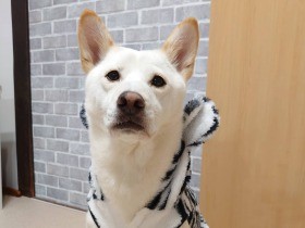 ２月の寒い夜に溝に落ちて鳴いていたところを保護　雑種犬「丸太」と一緒に出勤中！