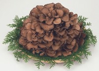 雪国まいたけ、こだわりの「大株」（雪国まいたけ提供）