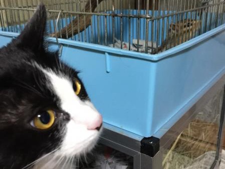 気になる先住リスに姫的アプローチ　甘えん坊なメス猫「うなぎ」