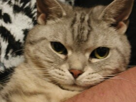 女帝猫「ココ」東大へ行く　いつもの朝から一転、最期まで気高く