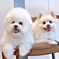 家族に笑顔をもたらしてくれる（左から）エマくん、ハルくん（画像提供：エマハルさん）