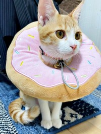 飼い主さんの家に迎え入れられた月ちゃん（画像提供：たちつてとさん）
