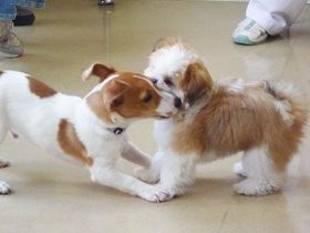 子犬にかみ加減を教える　かんだら飼い主が隠れるのも効果的