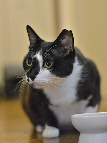 食欲旺盛「ドライは天然素材。ササミはスーパーのは残すけど、デパ地下のは完食します」違いがわかるクロコ（宏美さん提供）