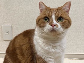 ごはん待ちのスコ「バニラ」　ダイエットがんばろうね