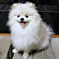 つららくん（画像提供：ポメラニアンのとろろさん）