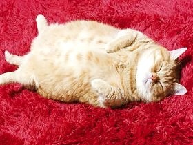 全国の「へそ天」猫ちゃん200匹大集合　究極の癒やし写真集